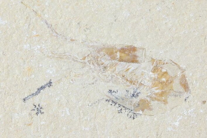 Cretaceous Fossil Shrimp - Lebanon #123878